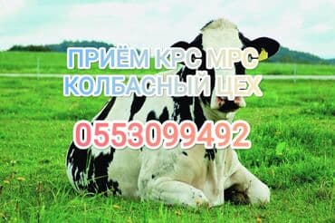 Сатып алам | Уйлар, букалар, Жылкылар, аттар, Башка а/ч жаныбарлары | Бардык шартта, Союлган, Союуга, этке — 1