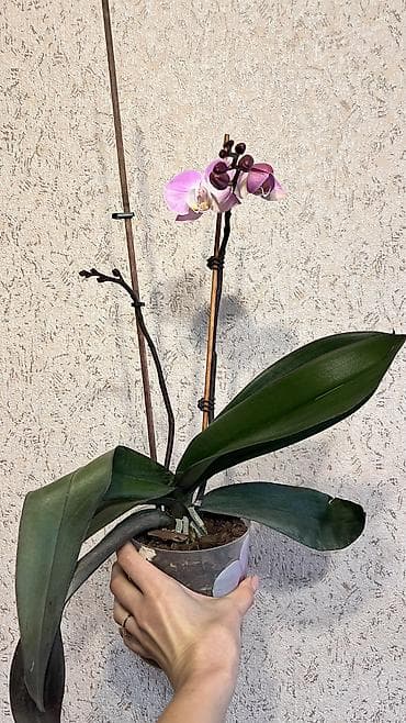 отун чырпык: 1Орхидея адаптированная 2 цветоноса, отличная корневая система 1500 — 1