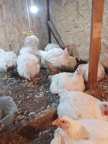 корм для голубей: Продаю | Куры | Бройлерная | На забой — 2