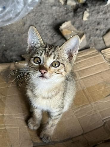 Отдам даром кошку: Кошка даром: Бенгальская, 4 месяца, Девочка — 4