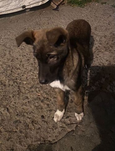 отдам даром охотничью собаку: Собака даром: Овчарка, 3 месяца, Самка — 12