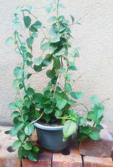 аихризон купить: Анредера сердцелистная.С приятным ароматом при — 1