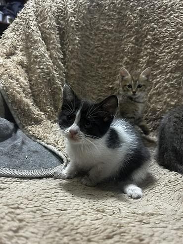 кошка табби: Котята-домоседы, помёт разного окраса: - дымчато-чёрные пушистики - — 6