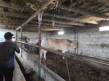 продаю кролики: Продаю | Бык (самец) | На откорм | Привязанные — 1