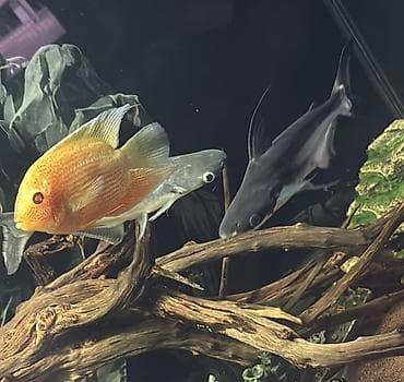 коряга: Пангасиус аквариумный (акула-катфиш, Pangasianodon hypophthalmus) — 2