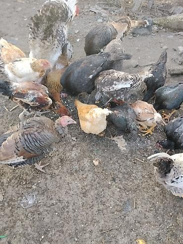 куры индюки: Продаются сельскохозяйственные птицы смешанного поголовья для — 7