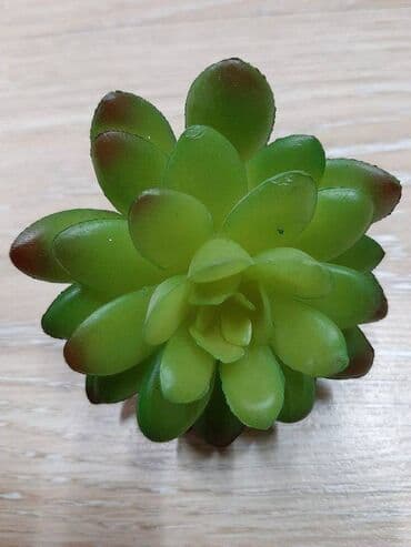 цветы гипсофилы: Цветок искусственный мини "Суккулент", диаметр 6 см, высота 8 см, для — 2