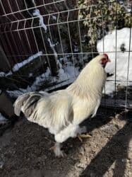 кролик декоративные: Продаю | Петух | Брама | Для разведения — 4