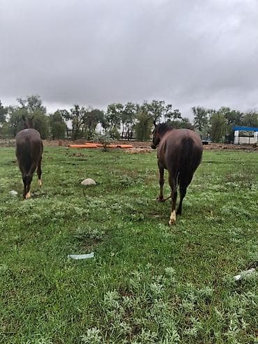 саар уй: Продаю | Кобыла (самка) | Рабочий — 6