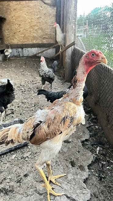 бычки маленькие: Продаю | Куры | Бойцовая | Для разведения — 1