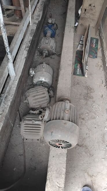 ак кеклик: Сатам | Балапан күрп | Түндүк Кавказ | Көбөйтүү үчүн | Асыл тукумдуу — 1