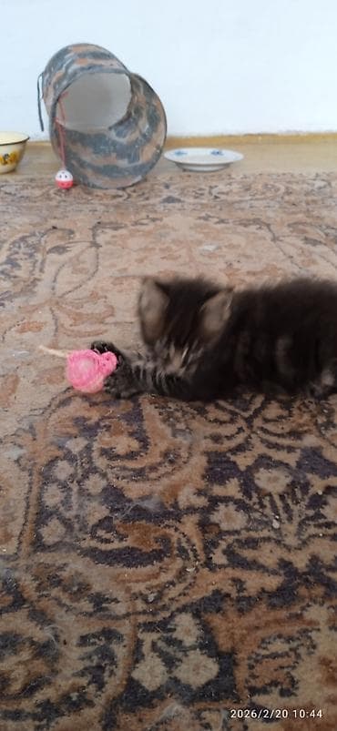 метис сибирской кошки: Мейн-кун, 1 месяц, Мальчик, Приучена к лотку — 4