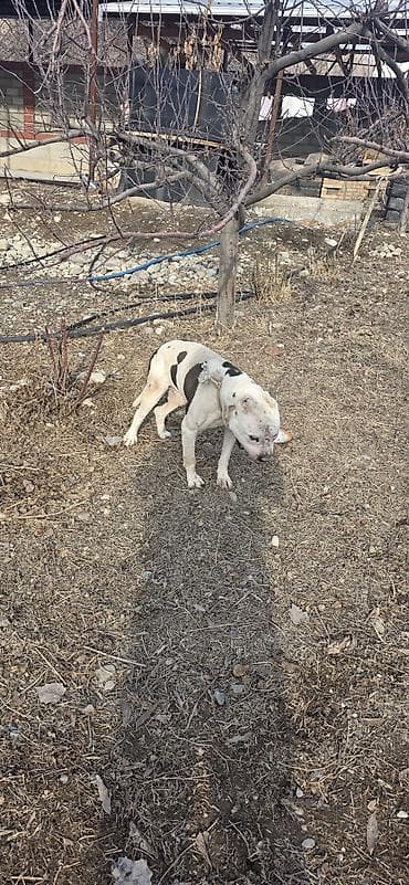 купить щенка русского спаниеля: Американский бульдог, кобель, белый с крупными темными пятнами на — 9