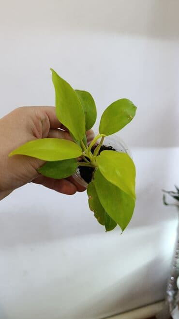 домашние растение: Продаю цветы все цены разные, находится в Кара Балте — 10