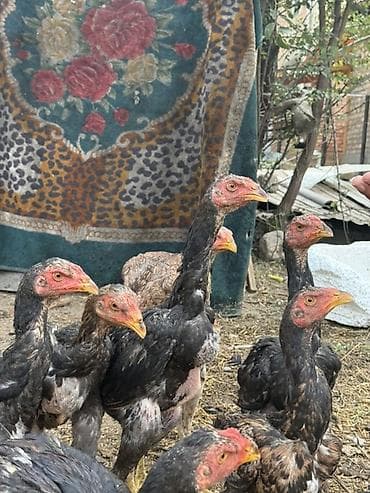 птицы дакан: Продаю | Цыплята | Бойцовая, Дакан | На забой — 9