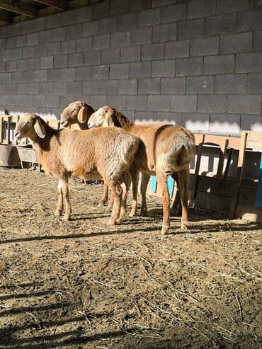 домик для кошки с когтеточкой: Продаю | Ягненок | Арашан | Для разведения | Ярка — 5