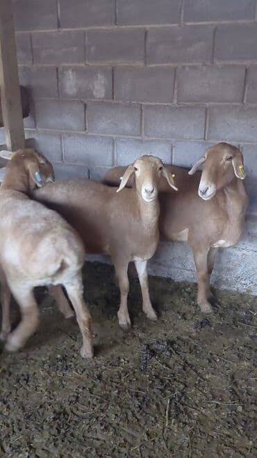 кролик ош: Продаю | Овца (самка), Ягненок | Арашан, Полукровка | На забой, Для разведения | Котные, Матка, Ярка — 5