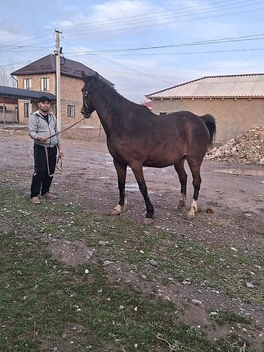 обмен на лошадь: Продаю | Кобыла (самка) | Английская | Для разведения, Конный спорт | Племенные, Мерин — 1