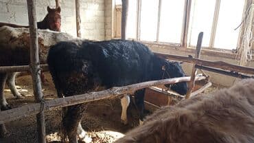 купить собаку доберман в бишкеке: Продаю | Бык (самец) | На откорм | Привязанные — 10