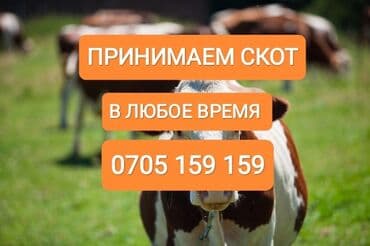 дойних коров: Куплю | Коровы, быки, Лошади, кони, Другие с/х животные | Круглосуточно, Любое состояние, Забитый — 1