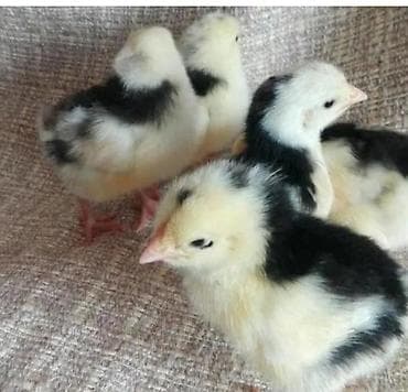 Рыбы: Продаю | Цыплята, Инкубационные яйца | Несушки — 1