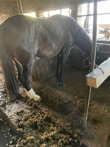 енот живой: Продаю | Кобыла (самка) | Полукровка | Рабочий — 6