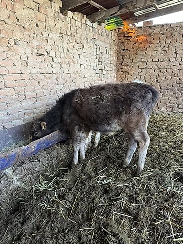 Услуги ветеринара: Продаю | Музоо, торпок | Швицкая | На откорм | Искусственник — 4