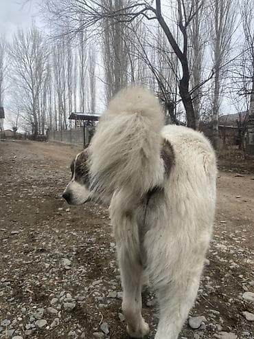 ит алабай: Крупная сторожевая собака, типаж среднеазиатской овчарки (алабай). - — 3