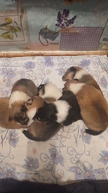 продажа щенков немецкой овчарки в бишкеке с документами: Колли, 1 месяц, Самец, С прививкой — 1