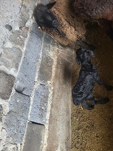 шкура баран: Продаю | Овца (самка) | Меринос, Романовская | Для разведения | Матка — 6