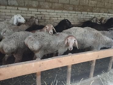 Продаю | Баран (самец) | На забой