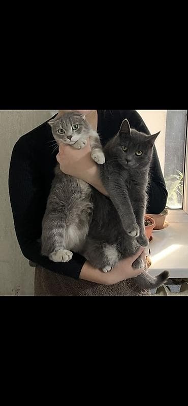 ориентальная длинношерстная кошка: Кошка даром: Скотиш Фолд (Шотландская вислоухая), 3 года, Мальчик, Приучена к лотку — 3