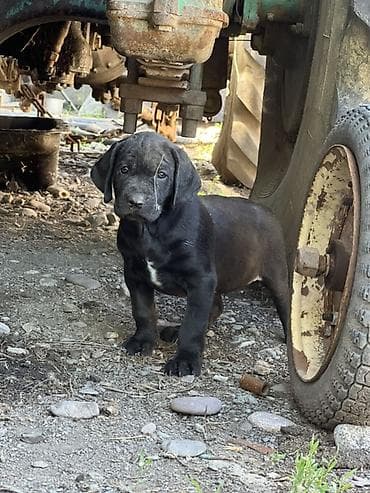 Продажа собак: Продаются породистые щенки курцхаара 🐾 Дата рождения: 29.03.2026 — 4