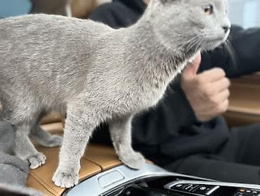 Британский короткошёрстный котёнок, окрас блю (серый). - Плюшевая