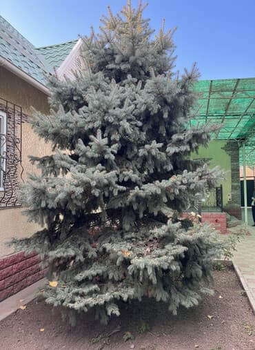 саженцы яблок: Саженцы деревьев: Ели, Самовывоз — 2