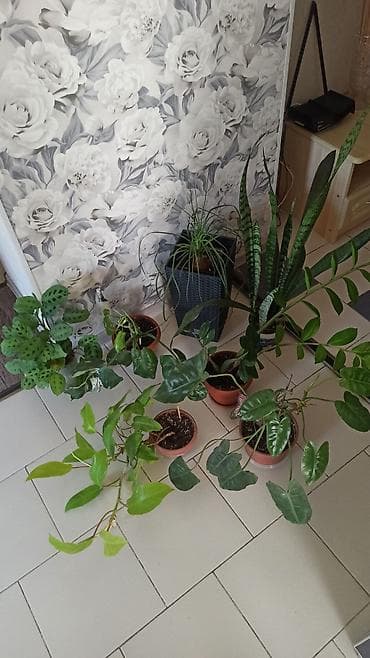 Любой 400с, в связи с выездом, район Ошского рынка, самовывоз at lalafo.kg Любой 400с, в связи с выездом, район Ошского рынка, самовывоз