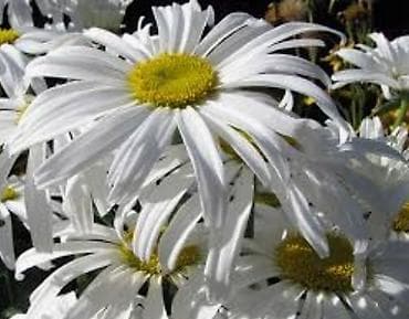 миндаль саженцы: Продаю кусты черной смородины. А так же крыжовник зеленый и ромашка — 3