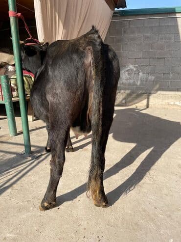 горные кошки: Продаю | Корова (самка) | Для молока | Привязанные — 8