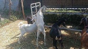 зааненские козы фото: Продаю | Коза (самка), Козёл (самец), Козлёнок | Полукровка, Зааненская | На забой, Для разведения, Для молока | Племенные, Осеменитель — 1