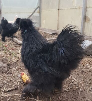 Шелковые Куры ( по 2000с. ) и карлики ( по 800с. ) — 2