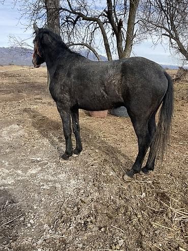 рабочий лошадь: Продаю | Конь (самец) | Полукровка | Рабочий | Племенные — 2