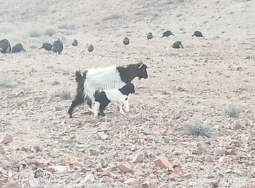 ковчег приют для животных бишкек: Продаю | Коза (самка) | Полукровка | Для разведения — 2