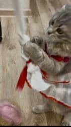 шотландская золотая шиншилла цена: Скотиш Фолд (Шотландская вислоухая), 3 месяца, Девочка, Серый, Приучена к лотку, Проглистована, С документами — 34