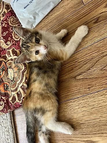 пит: Кошка даром: Беспородная, 2 месяца, Девочка, Приучена к лотку — 3