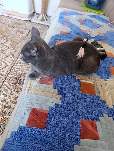 кот кошка: Кошка породы типа «русская голубая» (серо‑графитовая шёрстка — 4