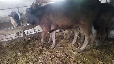 продажа попугаев: Продаю | Бык (самец) | На откорм — 3