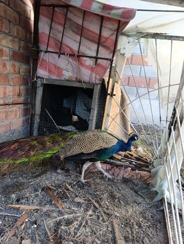 дом попугая: Павлин (самец) для декоративного разведения и частных подворий — 2