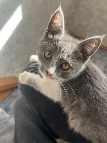 кот шотландский вислоухий цена: Беспородная, 2 месяца, Девочка, Биколор, Приучена к лотку, Проглистована — 2