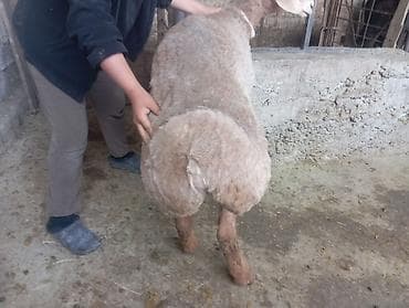 продаю жеребец: Продаю баран( самец) на забо — 1
