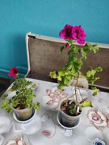 куплю бак для летнего душа: Пеларгония (герань) в горшках — декоративно-цветущие сорта с крупными — 1